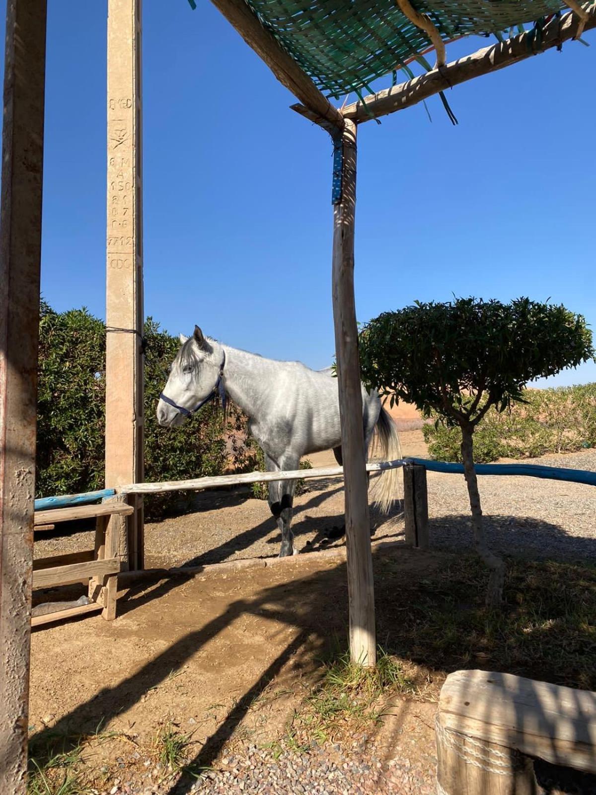 Willa Les Cavaliers Chez Yassine Marrakesz Zewnętrze zdjęcie
